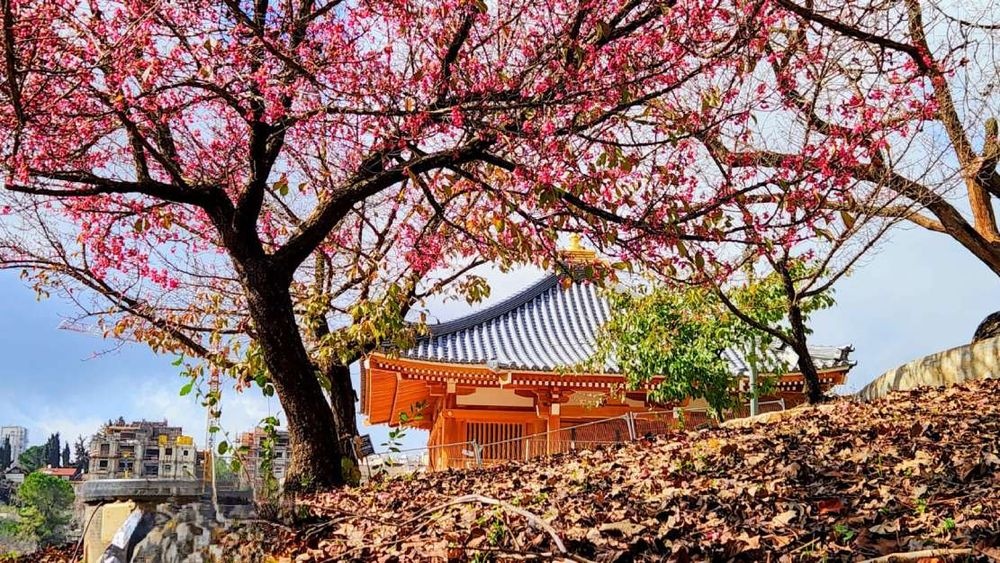Sakora tree