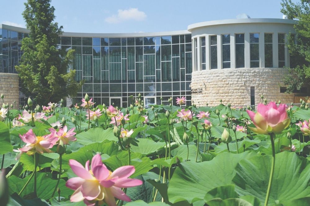 Lily Pond