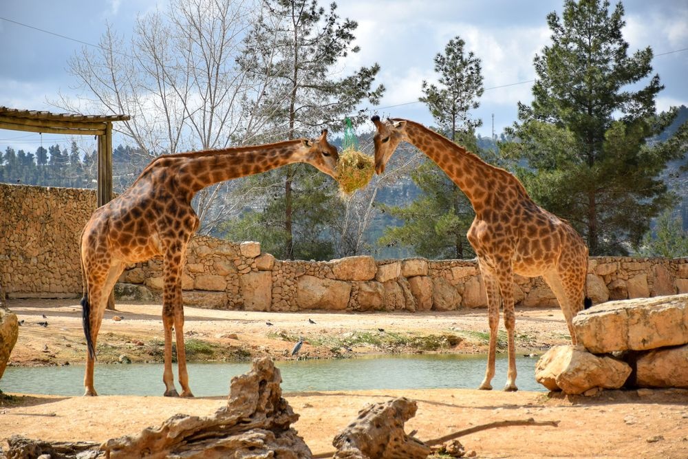 photo of The Tisch Family Zoological Gardens