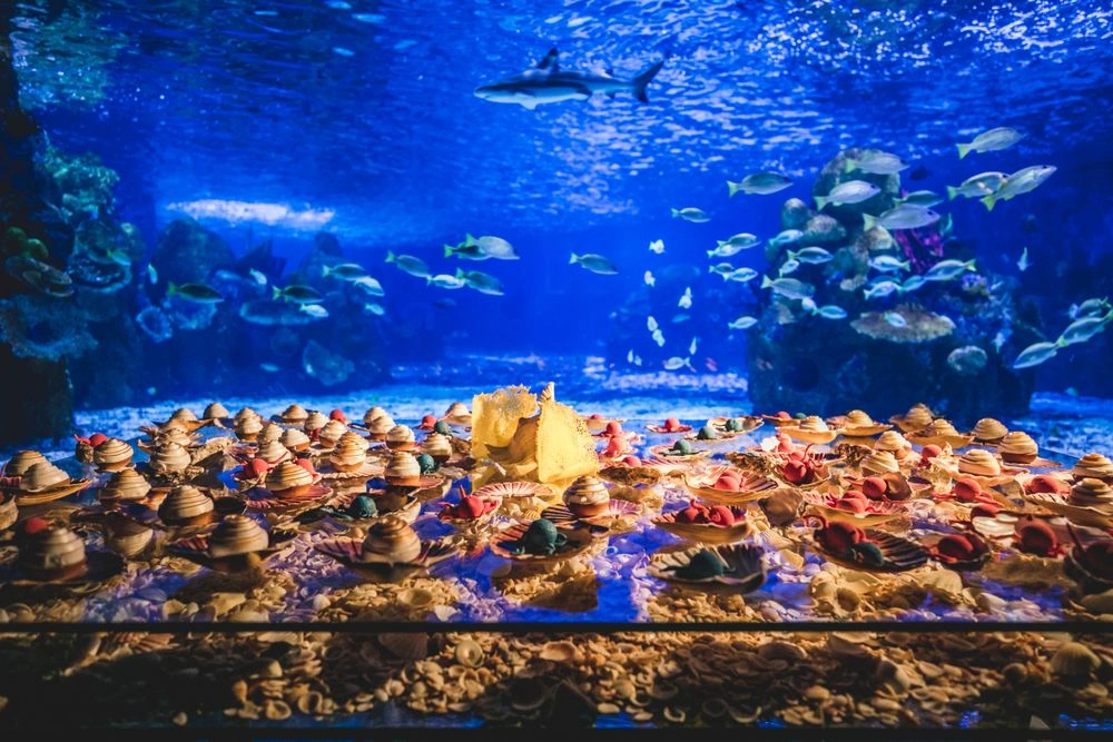 Shark Tank