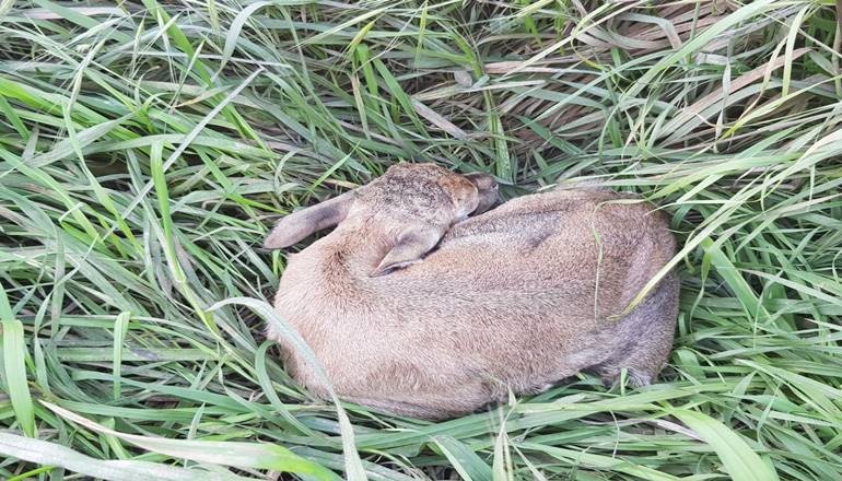 צילום של פארק עמק הצבאים