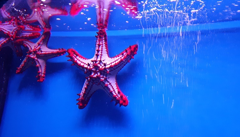 photo of Israel Aquarium